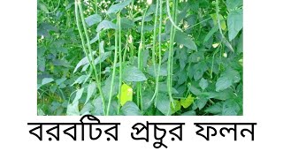 শীতকালীন সবজি হিসেবে বরবটি চাষ।ছাদে বা বারান্দায় বরবটি চাষ পদ্ধতি।