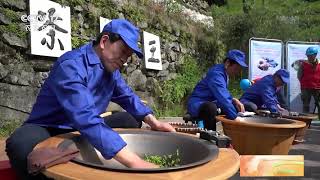 [中国三农报道]浙江淳安：千年“茶树王”清明前开采|农业致富经 Agriculture And Farming