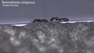 Tandem running in acorn ant Temnothorax congruus