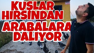 TİTREK VE BOYNU EĞRİ NESLİ!!! ADANA GÜVERCİNLERİ ÜRETİCİSİ; AGİT