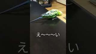 どうだ、見たか〜ってか(^_^;) #インコ