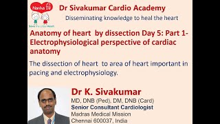 Anatomy of heart  by dissection Day 5: Part 1- Electrophysiological perspective of cardiac anatomy