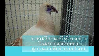 บทเรียน ที่ต้องจำ จาก การรักษา ลูก นก พิราบ ป่วย