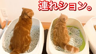 連れションする猫たちが仲良しすぎて可愛い。【マンチカン】