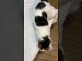 わ〜おがいっぱいの甘えんぼ猫🐈アメショ雑種あおいwhitecat【猫動画】