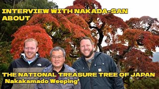 The National Treasure of Japan | Nakakamado Weeping | 400 Yeae Old Japanese Maple Tree