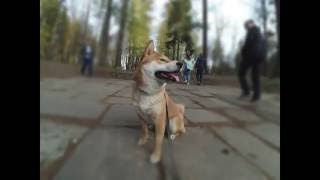 Dogs playing. Siba, japanese dog, in Russia