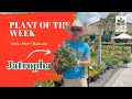 How to Plant: Jatropha Habits and Care