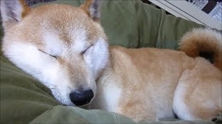 人をダメにするソファは犬もダメにした Dog snoring on the sofa 柴犬　休之助