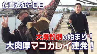 爆釣！好調カレイ釣り！？　11月末徳島カレイ釣り遠征2日目　【魚神の釣りいかれへんわ】