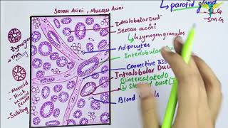 Histology of Parotid Gland\\ Serous Salivary Gland Histology