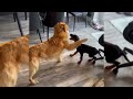 adorable puppy demands help from golden retriever