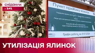 Що робити з ялинкою після свят: кілька способів утилізації від Cніданку з 1+1