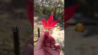 강원도 정선 가을 모녀여행💕🍁 파크로쉬, 로미지안가든❣️