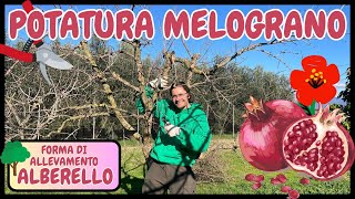 Guida Pratica per Potare il tuo MELOGRANO con Successo | Tutorial Potatura