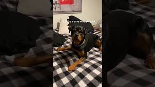 My Rottweiler thinks he owns us and it's his house 😂😂 | Daily Dose Of Rottweilers | #rottweiler #dog