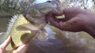 Murray Cod Opening 2016 - Bassman Spinnerbaits