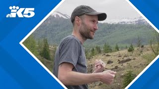 Mount St. Helens environment recovering 45 years after eruption