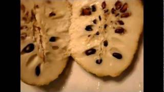 How to eat the Fruit sugar apple Annona squamosa sugar-pineapple sweetsop and Review