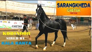 KOHINOOR Sired by KALA KANTA - KC STUD FARM