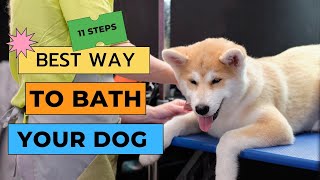 How to bathe an Akita at home, STEP BY STEP TUTORIAL | Dog Grooming