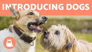 How to Introduce Two Dogs 🐶 Meeting for the First Time