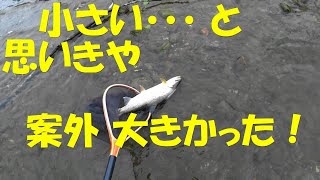 本流竿一本　今日は虹鱒８尾