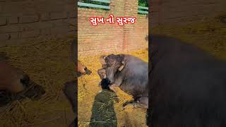 Original jafarabadi.प्रेम #gir #gujarat #gircow #trending #cow #trendingreels