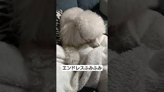 エンドレスふみふみ #shorts #犬 #ペット