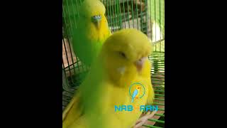 #ShowBudgies #lovely #family #pets #pets #NabhaanAviary #lovebirds #lovestatus #ilayaraja #melody