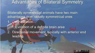 BIOL 1407 Lecture 32 Animal Diversity and The Evolution of Body Plans