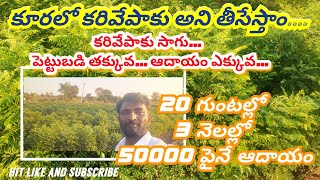 కరివేపాకు సాగు కర్షకులకు ఆదాయం బాగు || curry leaves farming || 20 గుంటల్లో 3 నెలల్లో 50 వేలపై ఆదాయం