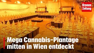 Mega Cannabis-Plantage mitten in Wien entdeckt | krone.at NEWS