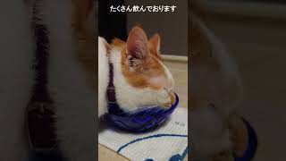 【猫動画】水飲みASMR #Shorts