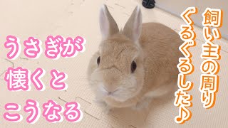 うさぎが懐くとこうなります♬︎ 飼い主の周りをぐるぐる回りながら付いてくる~！