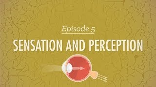 Sensation and Perception: Crash Course Psychology #5