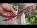 organic vegetable harvesting from terrace garden