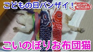 バンザイ猫アイちゃんのおなかにこいのぼりかけてみた。