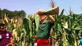 Maize Breeding Self-pollination