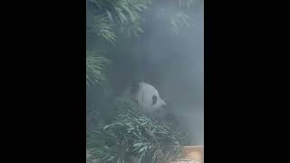 小仙熊 #panda #大熊猫 #萌宠#么么儿