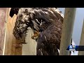 Lead poisoning a concern for birds of prey in Pennsylvania