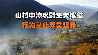 山村中惊现野生大熊猫，行为举止异常怪异，围观村民全都非常担心