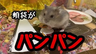 【ジャンガリアン】頬袋パンパンなハムスターがかわいすぎる