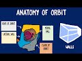 Orbit Anatomy