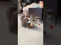 Funny Cat Playing