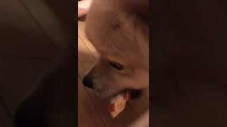 誕生日ケーキを食べる犬　＃Shorts