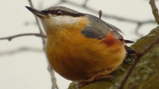 Brhlík lesní - The Eurasian nuthatch (Sitta europea) - Vábení/Call - Samec/Male ♂