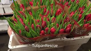 Červený tulipán Rescue - Florea.cz