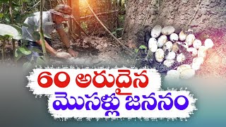 కాంబోడియాలో అరుదైన మొసళ్లు జననం | Rare Crocodiles Are Born in Western Cambodia