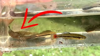 WE FOUND THESE IN A DITCH!! - Collecting Wild Fish For Aquarium In Native Florida